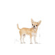 Royal Canin Chihuahua Adult – Hrană Umedă Pate pentru Câini Adulți din Rasa Chihuahua – 85 g